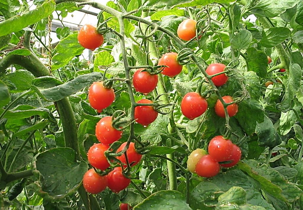 生物肥料知识